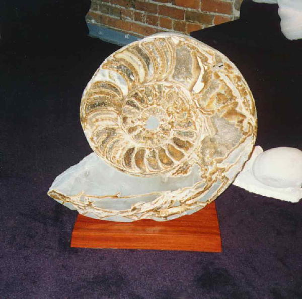 Ammonite