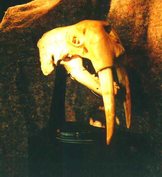 Walrus