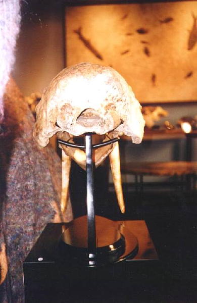 Walrus back