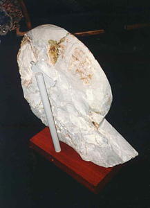 Ammonite