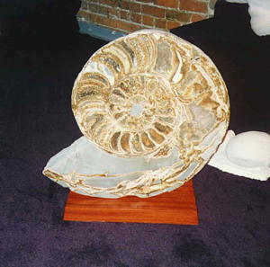 Ammonite