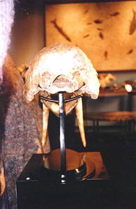 Walrus back