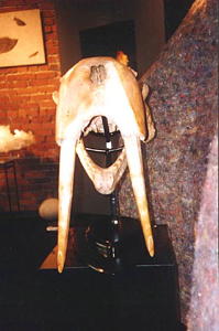 Walrus front